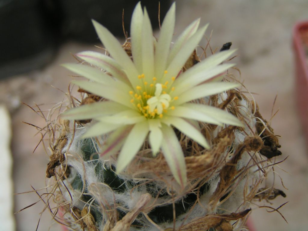 Turbinicarpus krainzianus var. minor